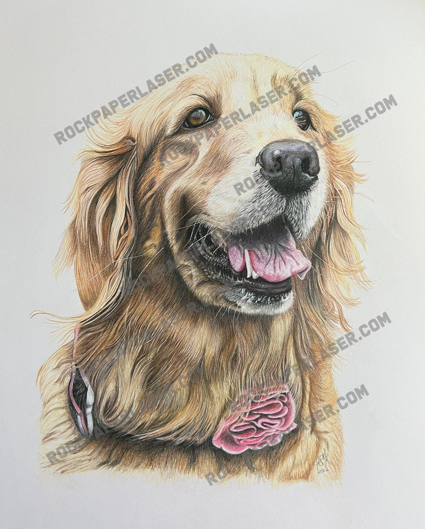 Pet Portrait in colored Pencil
