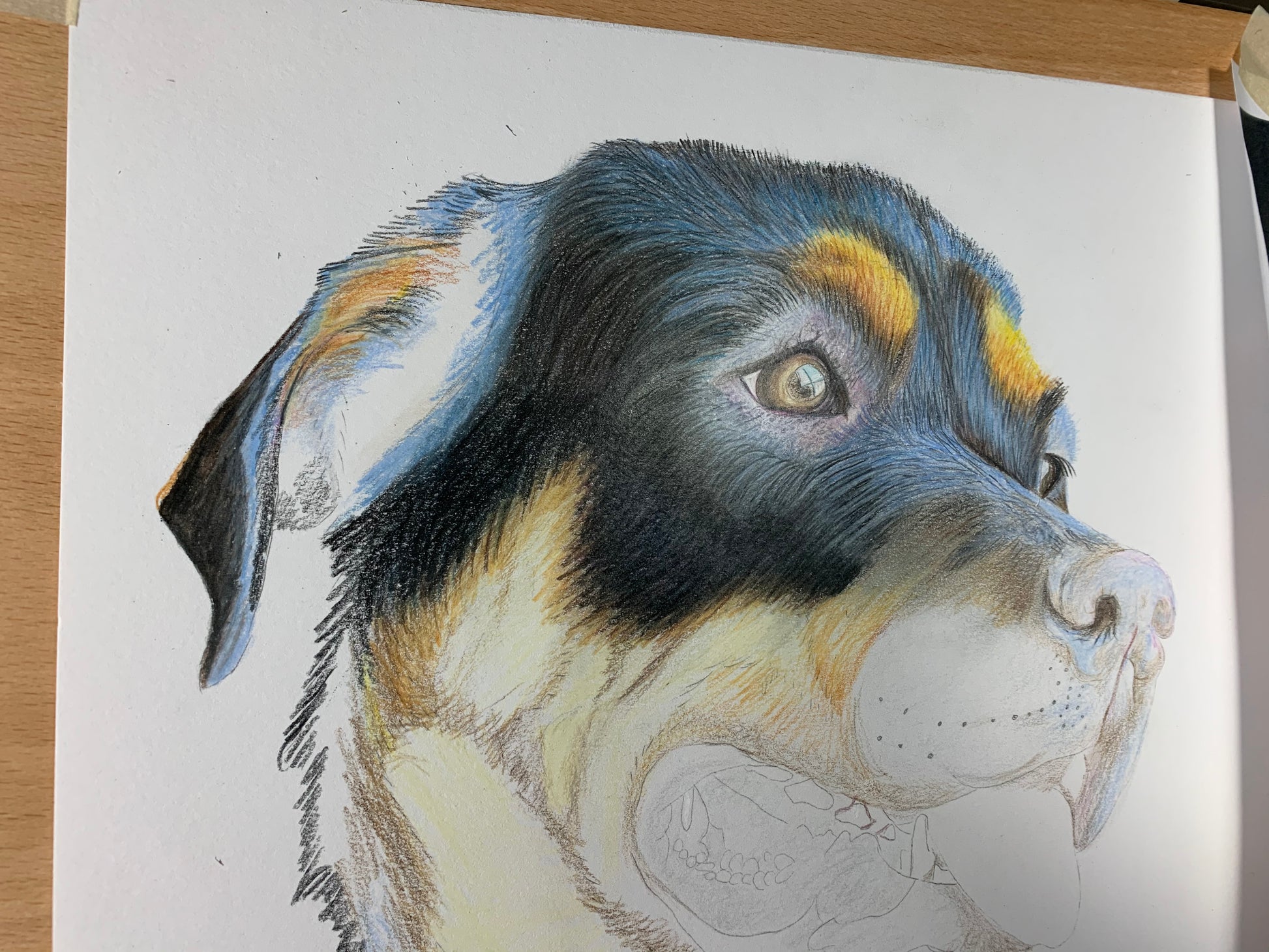 Work in progress of pet portrait in colored pencil