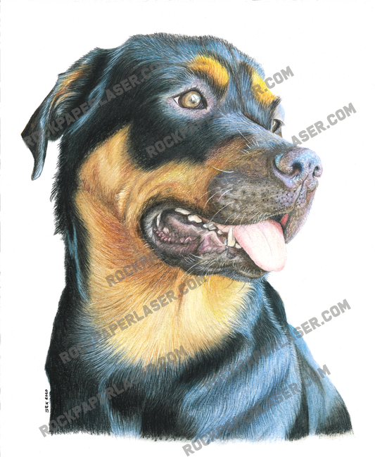 Pet Portrait in colored pencil